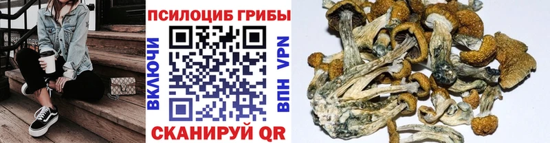 Псилоцибиновые грибы прущие грибы  Мещовск 